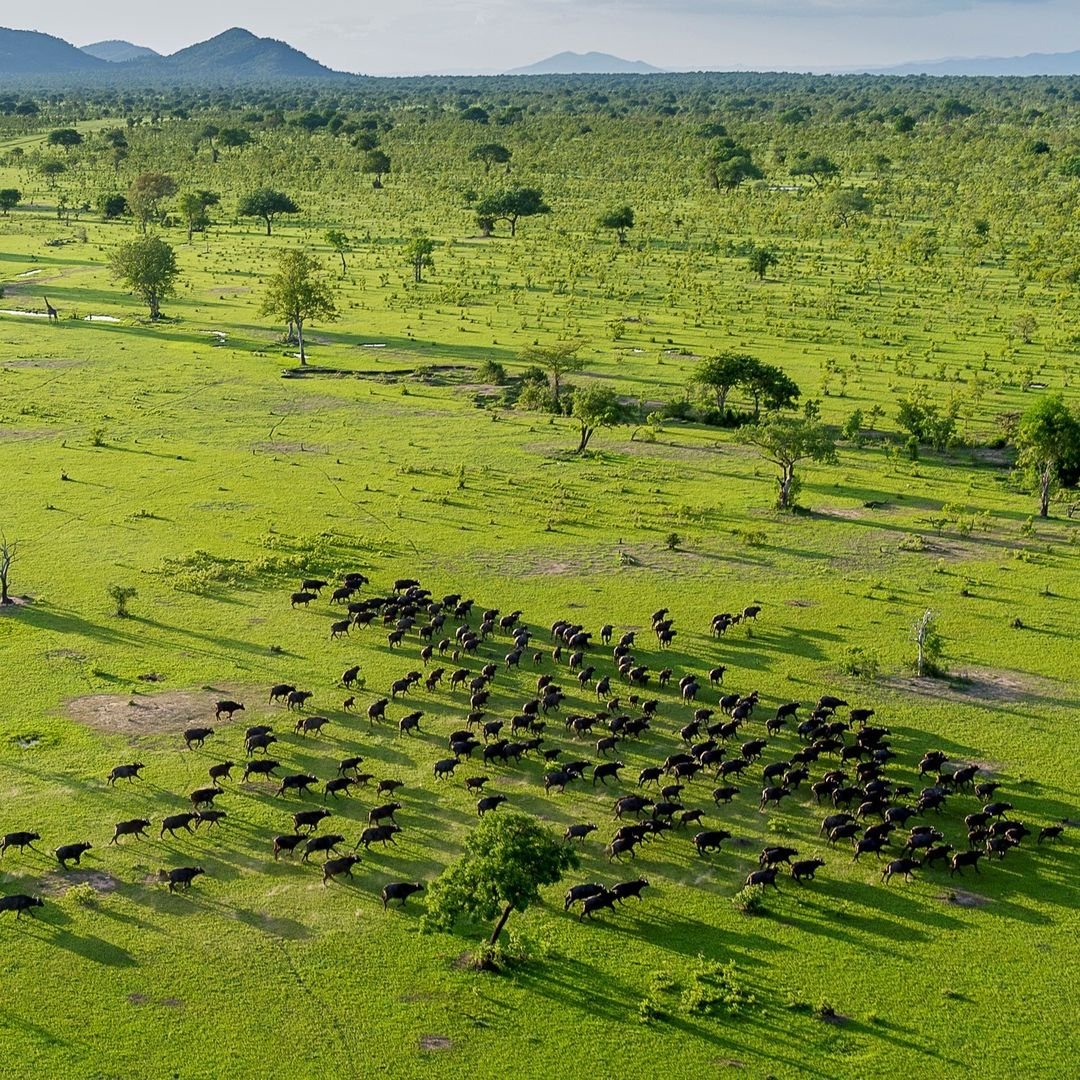 Bird's-eye views: breath-taking views of the Serengeti plains from above. A balloon safari is the ultimate way to experience the vastness of this legendary park. 
#Serengeti #Tanzaniasafaris
#wildlifephotos #naturephotography #TravelInspiration #Africasafaris #balloonsafaris