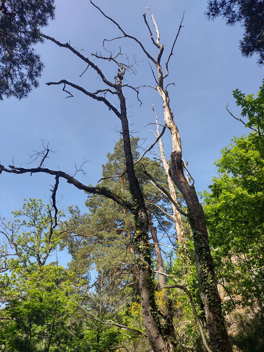 ¿Te interesa la #ecofisiología, respuesta de las #plantas al estrés hídrico, #mortalidad por sequía...? 
👇👇
Buscamos candidat@ para solicitar contrato predoctoral de <a href="/AndaluciaJunta/">Junta de Andalucía</a>. 

+Info: t.ly/MsrgO

⚠️(requiere buen exp. académico)

Gracias por el retweet 😉