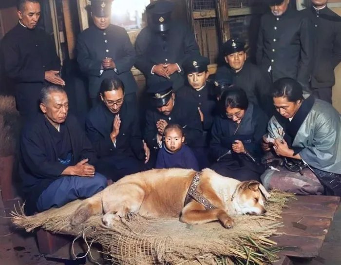 Foto langka jenasah Hachiko di Stasiun Shibuya Jepang 1935 (colorized) setelah  menunggu tuannya yg telah meninggal selama 9 thn.
Bukti tidak ada binatang yg lebih baik dan setia daripada anjing.