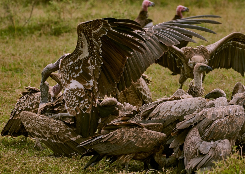 The Long Run tweet media