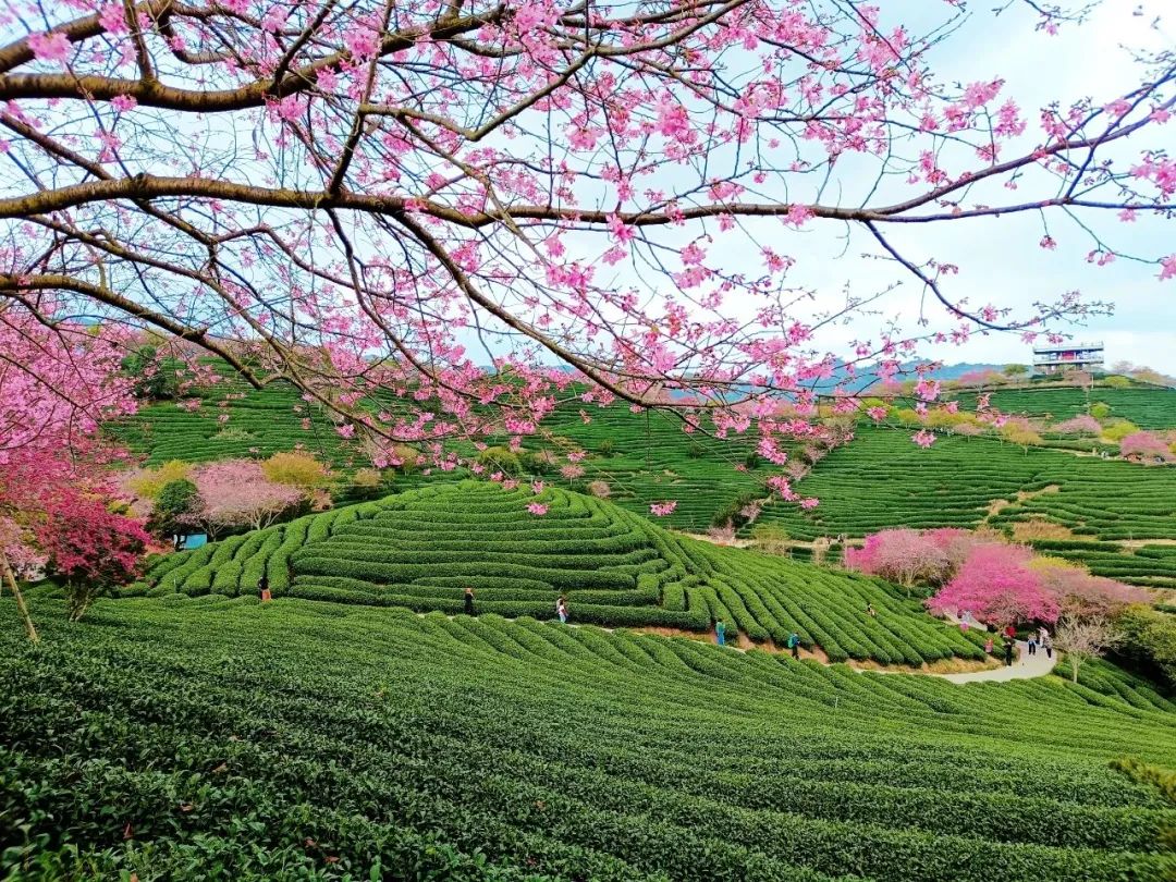 HolaFujian's tweet photo. With the arrival of #spring, the #cherry blossom garden in Yongfu, Zhangping, Fujian has entered its peak #flowering period. Blossoms of cherry blossoms dance in the wind, while trees exude #pink romance. Looking around, they are all filled with the beauty of spring. From a distance, the pink flower clusters spread among the lush greenery resemble a #beautiful fairy tale. A good flowering season waits for no one. If you miss them, you'll have to wait another year!