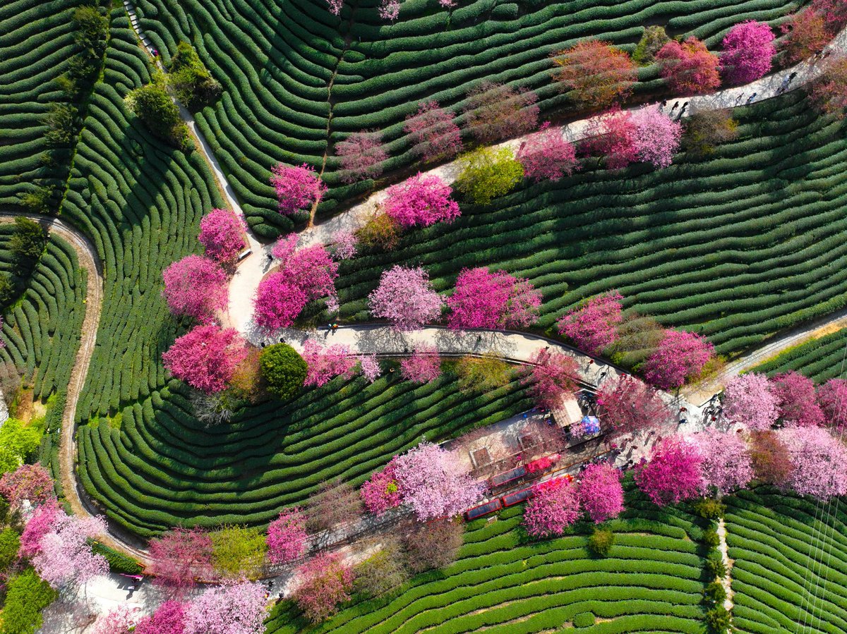 HolaFujian's tweet photo. With the arrival of #spring, the #cherry blossom garden in Yongfu, Zhangping, Fujian has entered its peak #flowering period. Blossoms of cherry blossoms dance in the wind, while trees exude #pink romance. Looking around, they are all filled with the beauty of spring. From a distance, the pink flower clusters spread among the lush greenery resemble a #beautiful fairy tale. A good flowering season waits for no one. If you miss them, you'll have to wait another year!