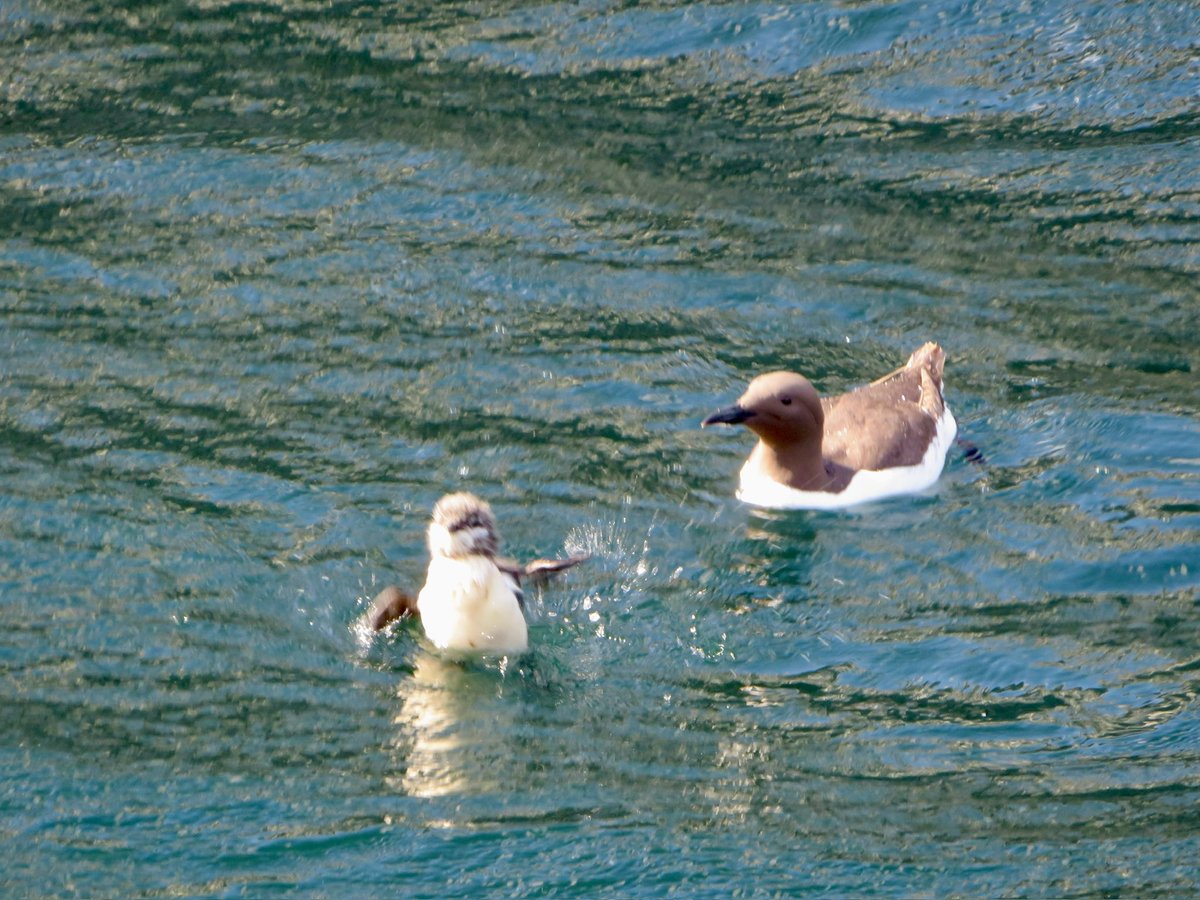 Look Mum, I can swim! #farneislands