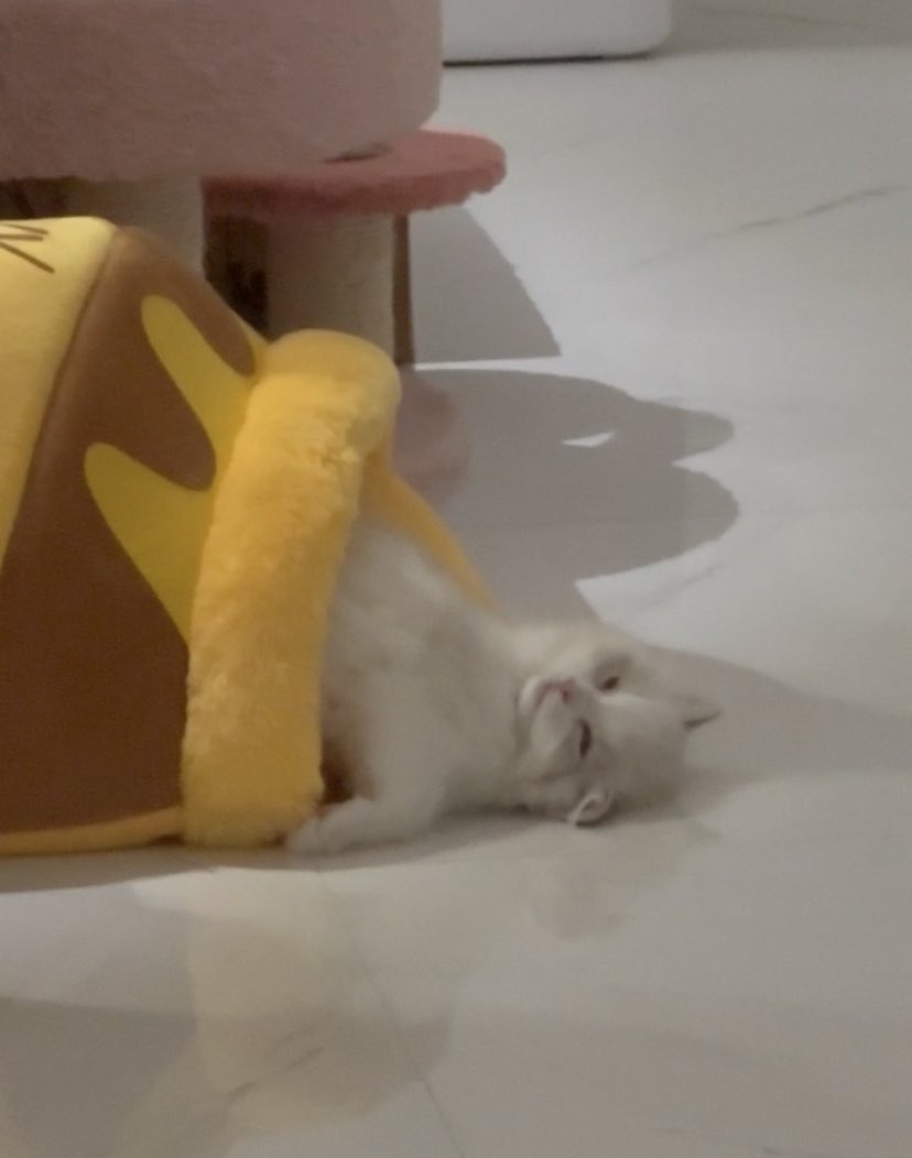 hourlyjaeminn's tweet photo. Well... this is Lucy's photos from her dad 🥲
 
#JAEMIN #재민 #ジェミン https://t.co/RDQN5wwpNO