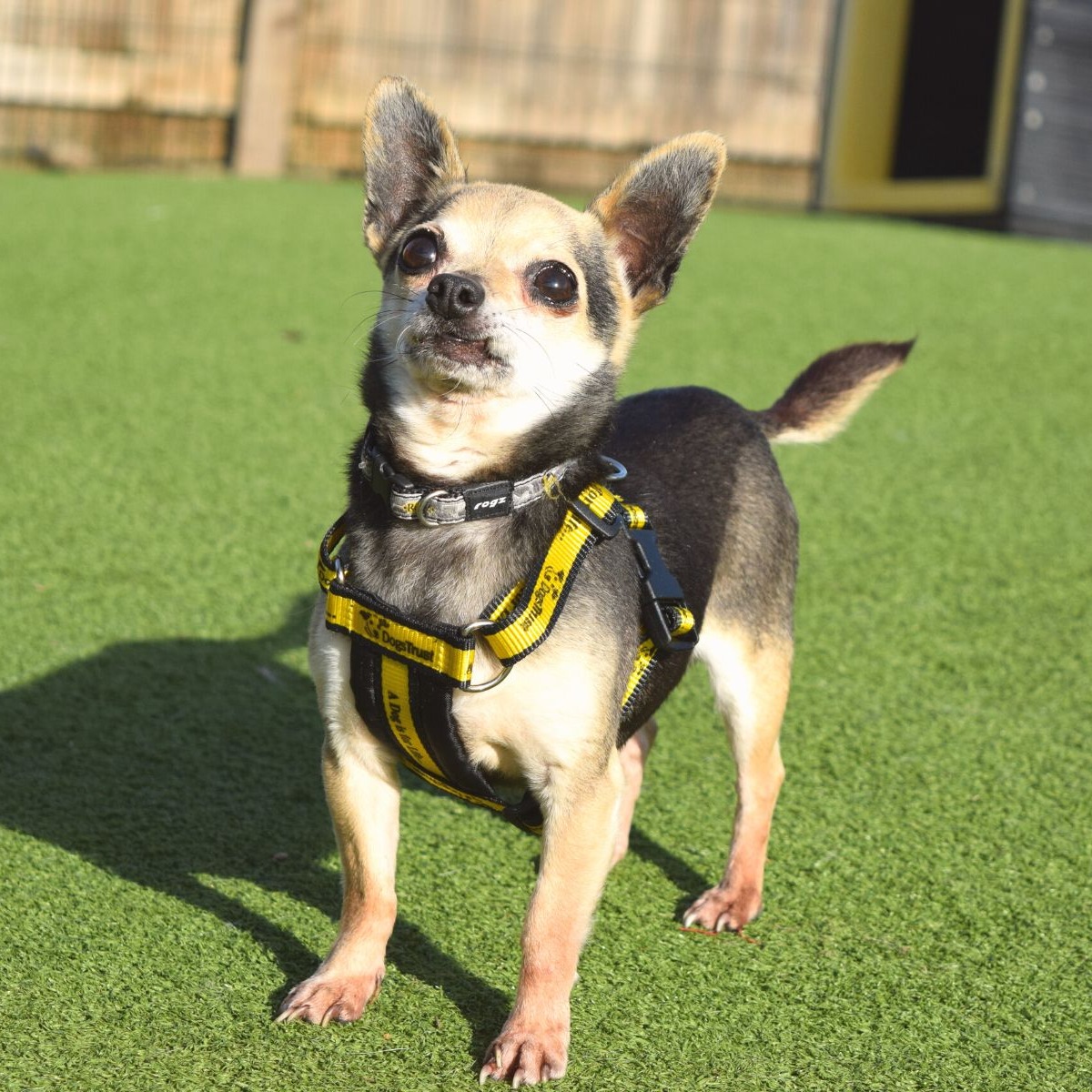 Meet our #GoldenOldie Ralph 🐶

He has been spending some time in foster before he starts searching for his forever home soon. Isn't his grey-speckled face super cute?!

#Chihuahua #Adoption #rehoming #rescue #DogsTrustWestLondon #Foster