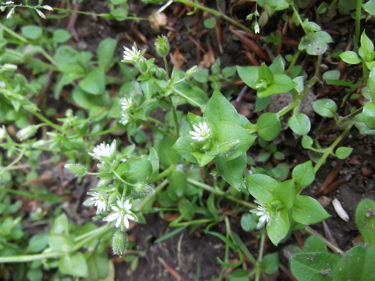 Chickweed salad anyone? The Chickweed species spotlight in our NPMS winter newsletter has been written by our lovely volunteer Tara. Check it out for more info about this often overlooked plant 📷Sue Harris ow.ly/M2T150QzbnE