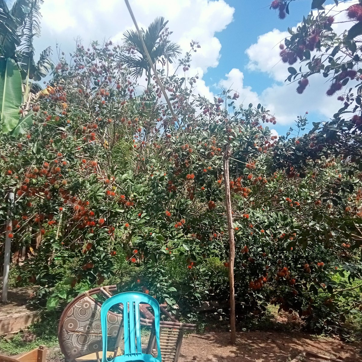 nelis09237's tweet photo. Rambutan melimpah di kampung, kurangnya pembeli https://t.co/2iFRGNHmIS