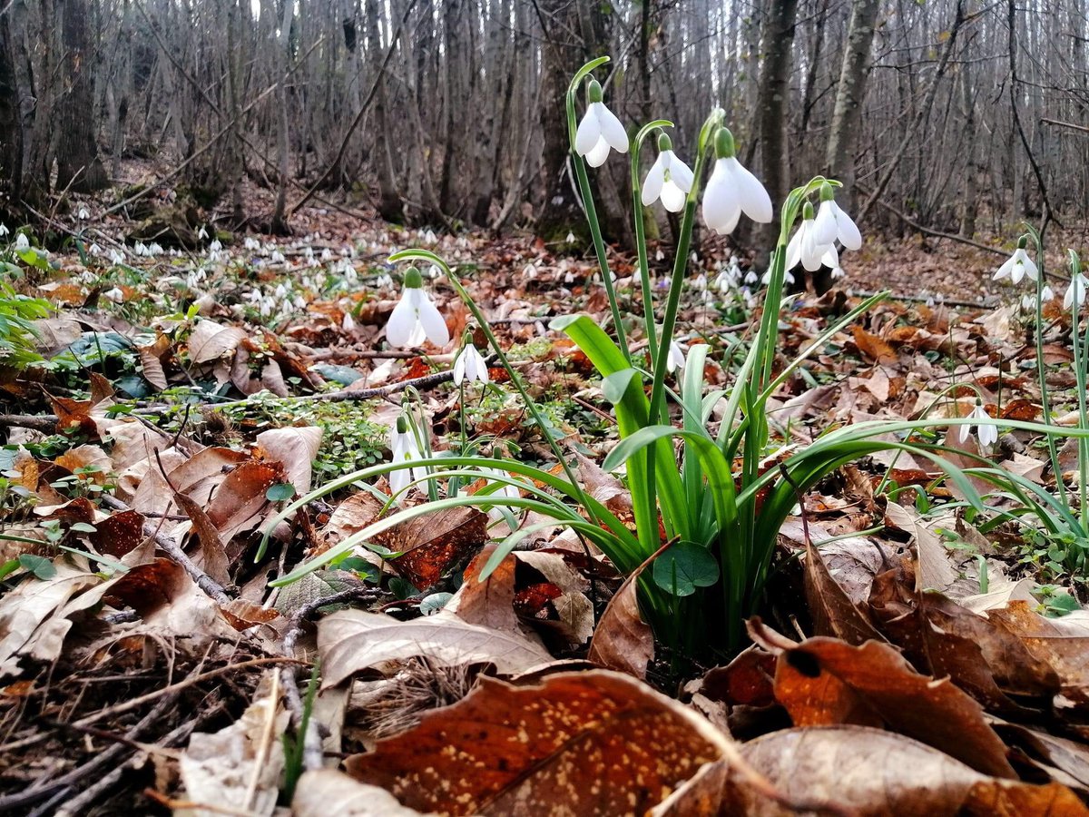 #parcocastelliromani I bucaneve sono fioriti puntualissimi, come ogni anno, nei boschi delle cime più alte del nostro territorio. 

Per approfondire: parcocastelliromani.it/s/content/9200…

----
Fotografia Ente Parco dei Castelli Romani