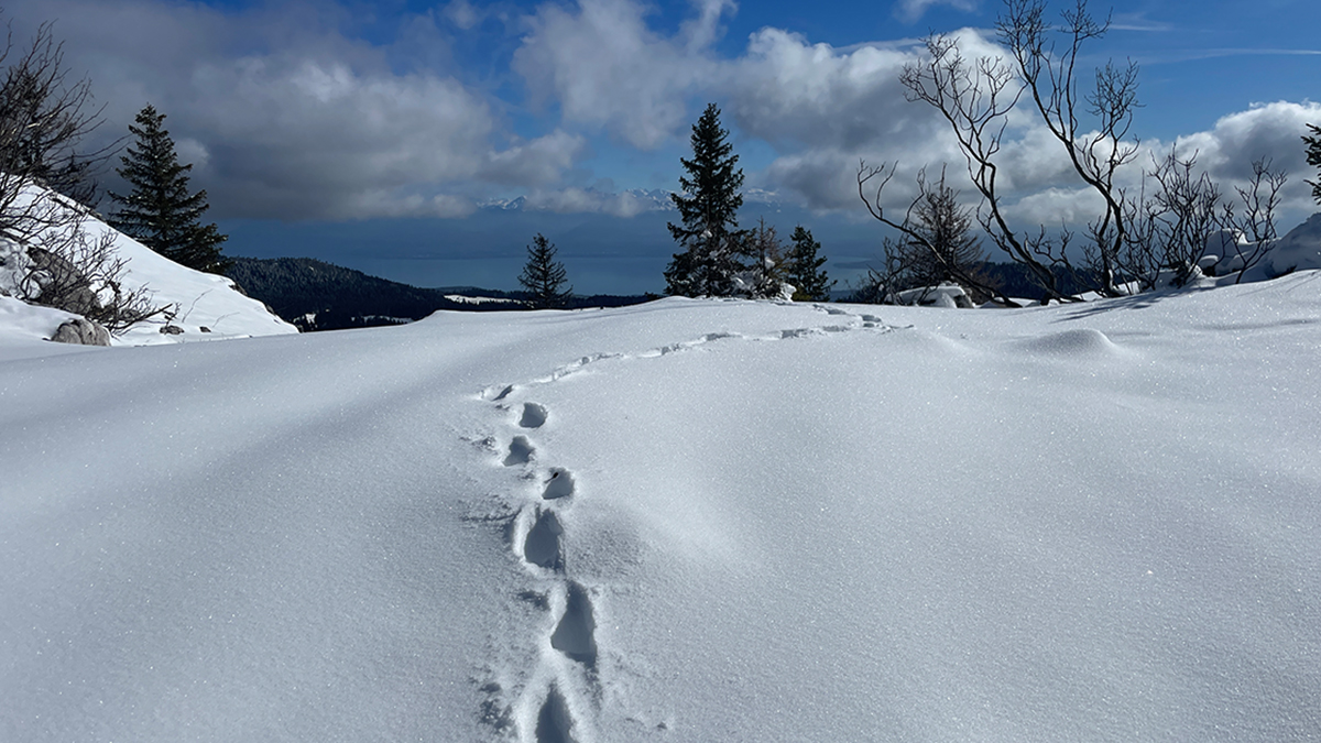stiftungkora's tweet photo. Lorsque les conditions d’enneigement sont bonnes, nos biologistes sortent sur le terrain. Cette sortie a été un succès : nous avons pu suivre un tracé de deux individus sur plus de 8km et collecter des échantillons d’urine et de crottes. #WolvesAndCattle https://t.co/IXCzbXmLCB