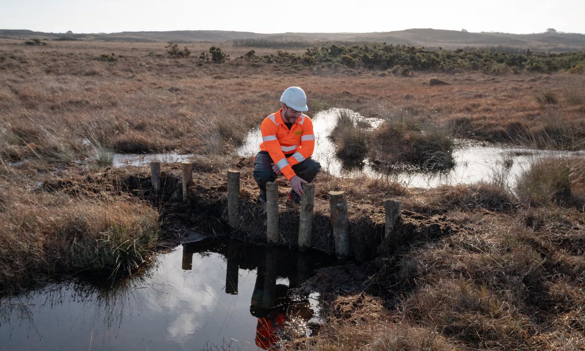 humblebee_farm's tweet photo. Bales made out of heather & bunds constructed out of peaty soil & timber are being used to create porous dams on two #mires.
Block artificial ditches originally dug to drain marshes & encourage the water to seep away slowly & “rewet” the dried-out mires
https://t.co/ru1F8rhEso https://t.co/rJIVHNeyke