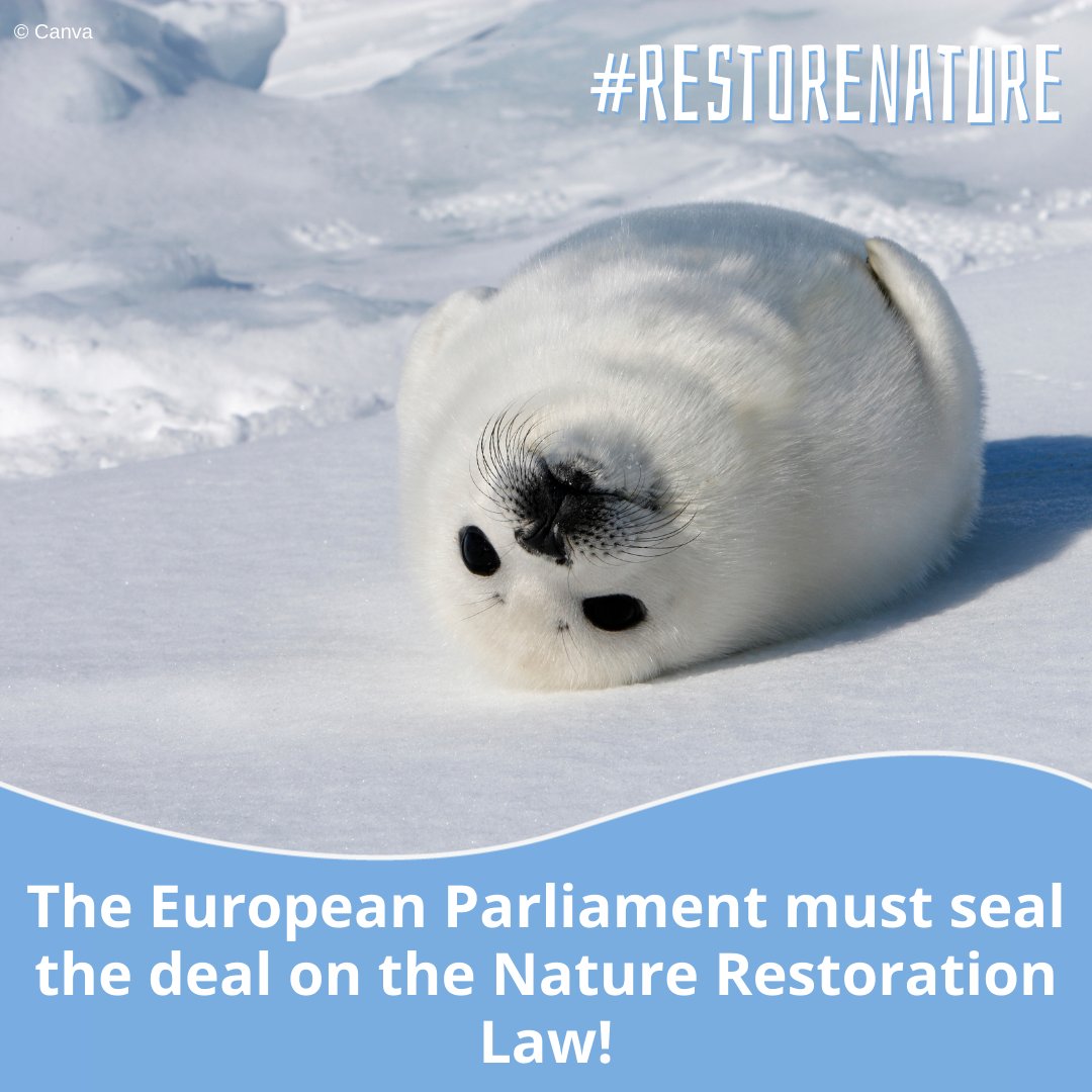 Last year, a key agreement was struck on the Nature Restoration Law 🤝 Over 1 million citizens, scientists, businesses & NGOs urge the European Parliament to get it to the finish line. Next week, @Europarl_EN must seal the deal! 🦭 #RestoreNature