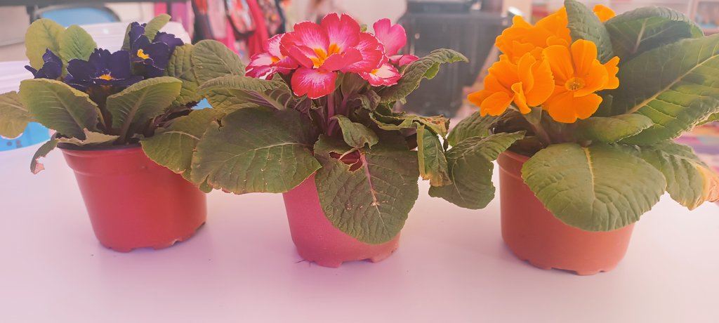 Çiçeklendik bugün 🌺🌻🪻