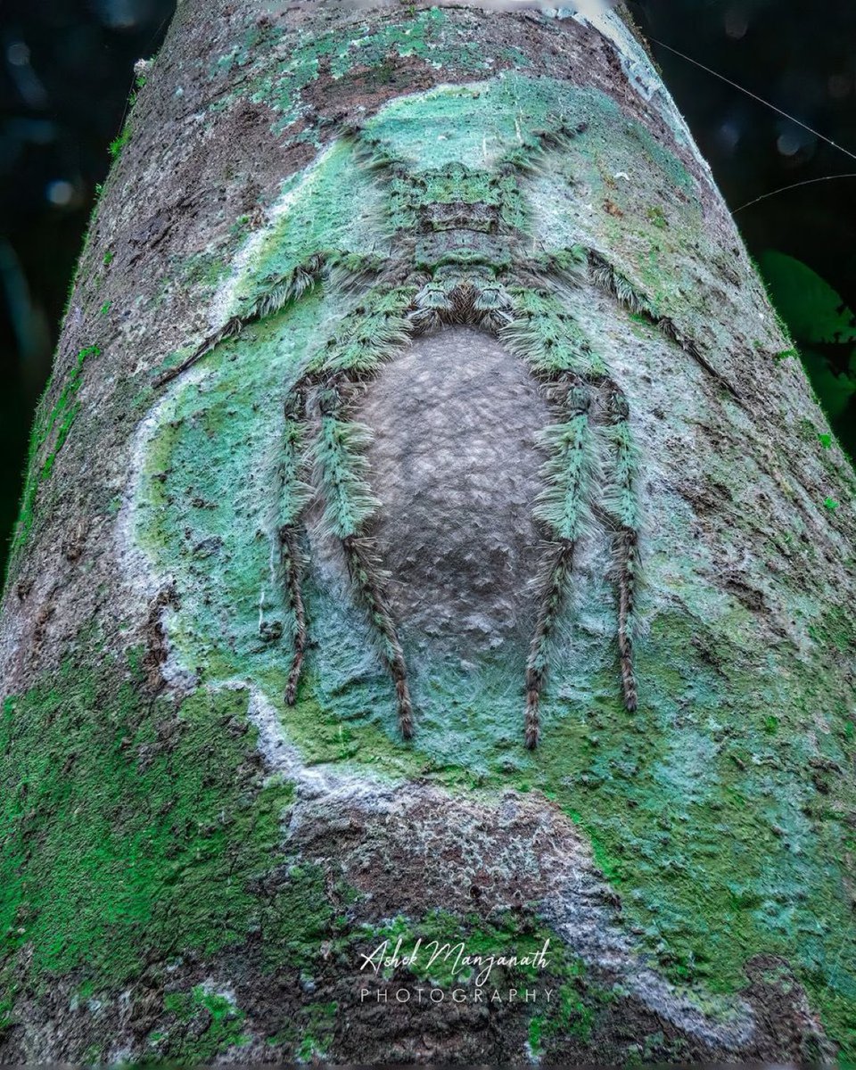 sciencegirl's tweet image. Perfectly camouflaged lichen
Huntsman, with egg sac 

📸 Ashok Manjanath/ashok_manjan