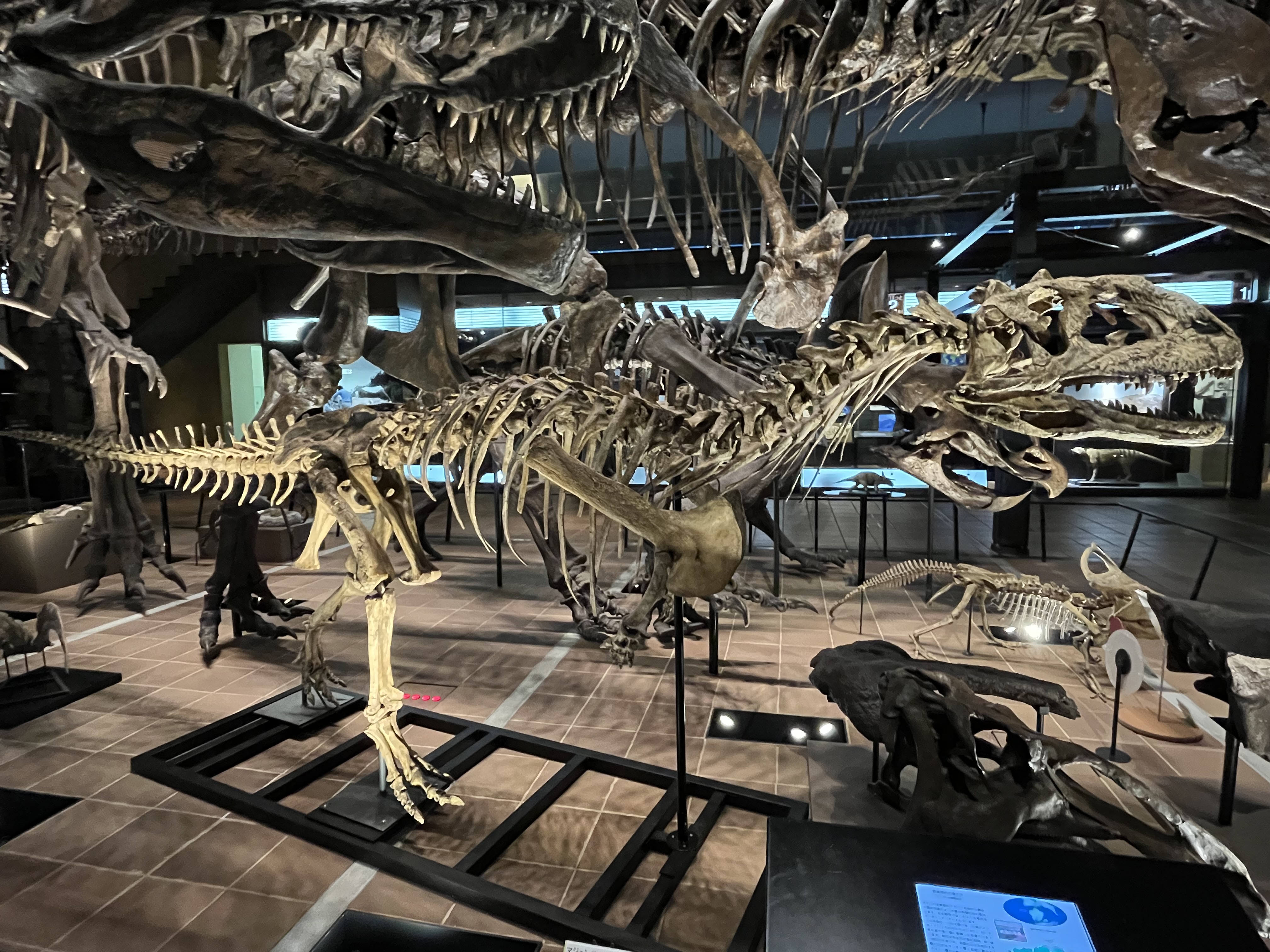 北九州市立いのちのたび博物館 on X: 