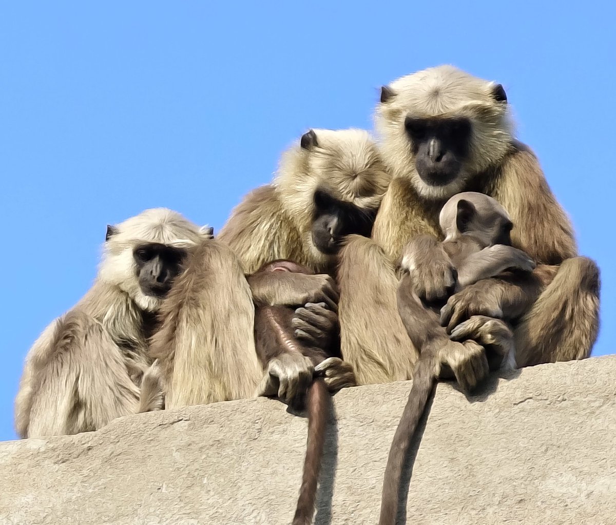 Capture by Vivo X90 Pro... Monkey family... #vivox90pro #x90pro #photography #photo #monkey