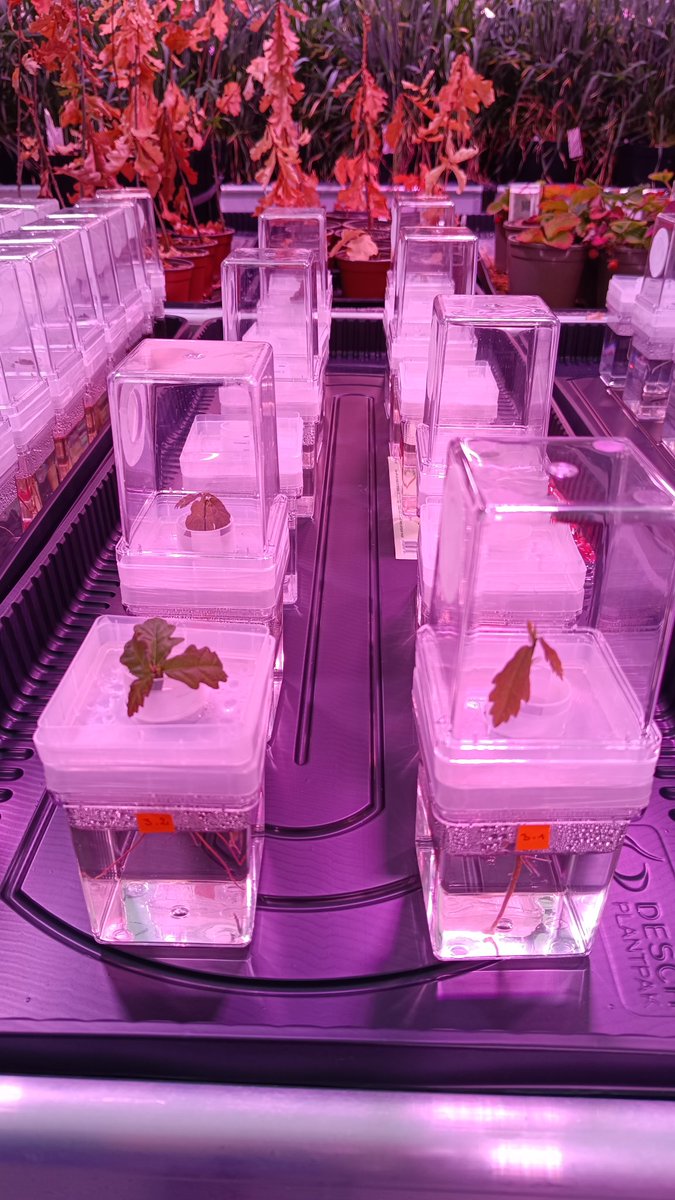 I am super excited to test these oak seedling microcosms thanks to my @UK_Treescapes Fellowship. They will be used in future projects to control the environment for testing synthetic communities of the oak microbiota @UoBbiosciences @BIFoRUoB @IMIBirmingham @UoB_Glasshouses