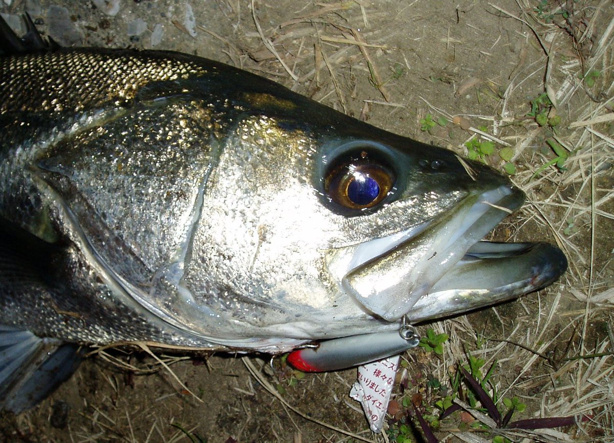 oni03's tweet image. 大昔、スタッガリングスイマー10cmでランカーを爆釣してました。このルアーはコアマンの泉さん仕様でアルミ箔の特別版でした。何故か同じルアーでもアルミ箔だけが異常に釣れていました。シーバス再開にあたってダイワのレーザーインパクトにかなり興味を持っています。