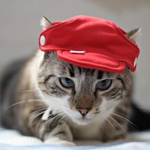 taesan as cats 🐈‍⬛ (@taesancats) on Twitter photo 