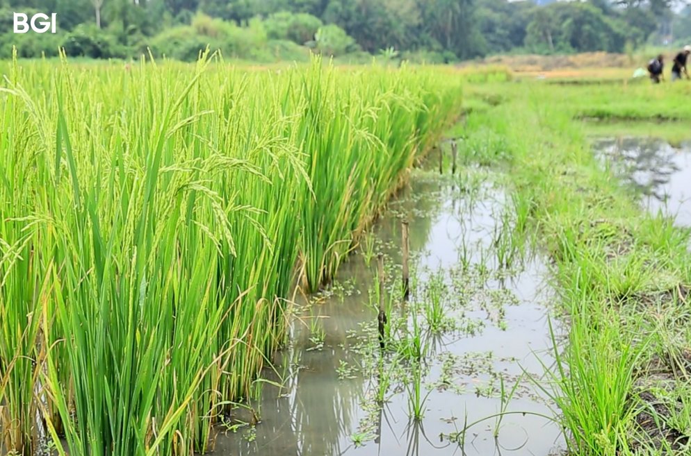 Introduced into Uganda under the UN South-South Cooperation (#SSC) with the assistance of #BGI Group, PR107, a perennial rice variety, offers promise for local food security, with an expected yield of about 1.5 to 2.5 tons of rice per acre. bit.ly/3ws8clL