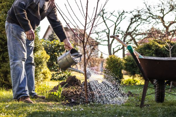 Are you part of a business/organisation in #Bradford district that owns a bit of land where you could plant a mini-orchard? Successful applicants will get 3-6 medium size apple, pear & plum trees (grow to approx 4m high). Find out more mylivingwell.co.uk/news-post/read… Offer closes 8/3/24