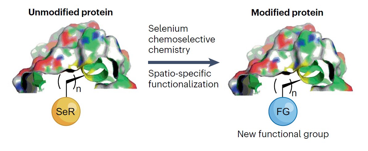 NatRevChem's tweet photo. Selenium chemistry for spatio-selective peptide and protein functionalization

https://t.co/IHIBHo3JJh

A new review from @Zhenguang4  Shay Laps, Jacob S. Gichtin &amp; Norman Metanis

@Metanis_Group @HebrewU @Harvard @HarvardCCB https://t.co/EpIw4Se5Fa