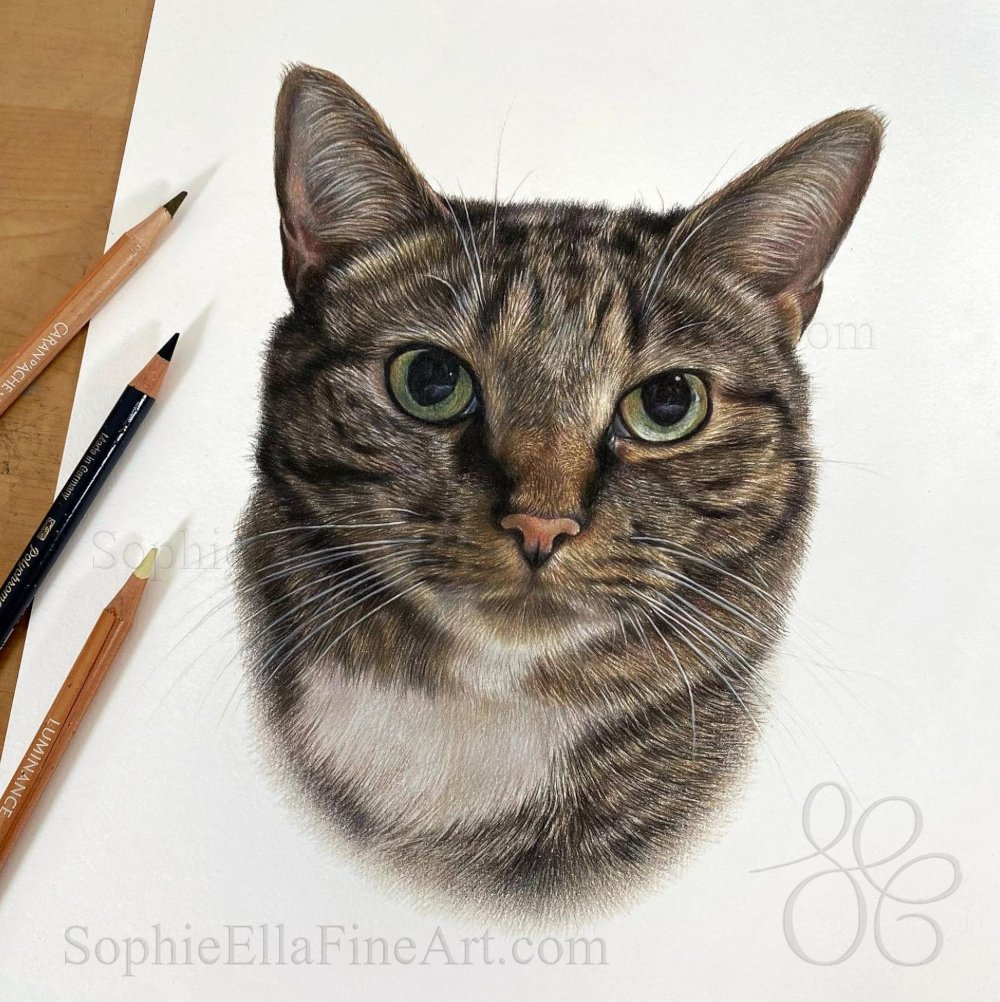 I've now completed Taco, the first cat in this two subject pet portrait🌮✨sophieellafineart.com #petportraits #petportrait #catportrait #catart #catartist #petartists #giftidea #giftideas #christmasgift #catpencilart #colouredpencilart #realisticpencilart #petportraitartist