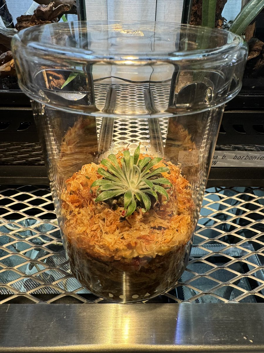 levis416's tweet image. Nativeさんで買ったドロセラを早速DOOAに。バスキング下で36℃あり、いい環境かと。#Droseraordensis  #Dorosera #Nativeforest