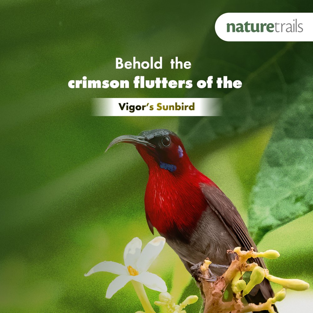 Naturetrailss's tweet photo. Get ready to immerse yourself in the captivating charm of #birds at #NatureTrails #Durshet. Indulge in #birdwatching and #experience #nature like never before.

Book Now: https://t.co/IMDoGOEJGG

#Mumbai #Pune #ExploreOutdoors #NatureLovers #NaturePhotography #Birdphotography https://t.co/IJxZE1zMyY