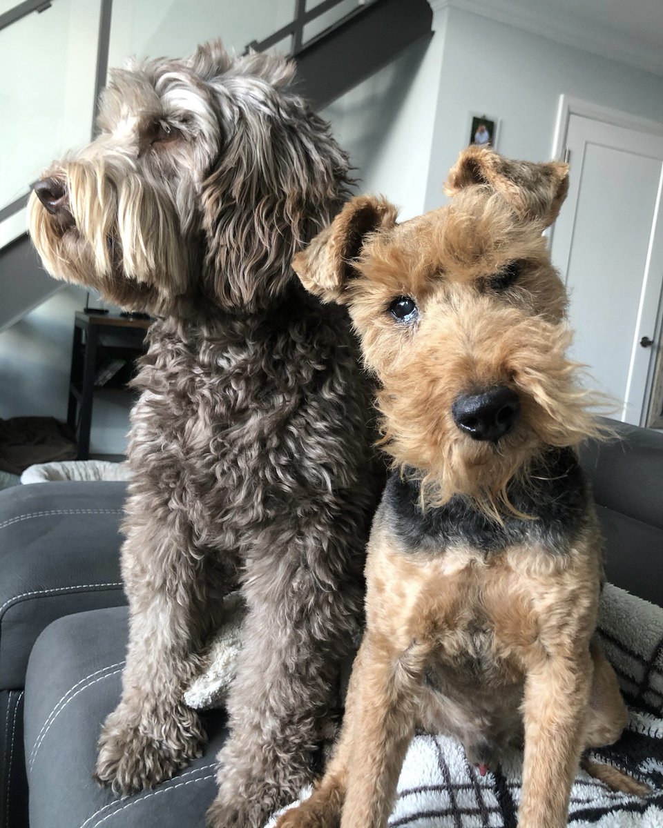 JonMcLaren's tweet photo. ‼️ HUDDLE UP ‼️

I actually don’t care what this takes… Twitter friends can we RT this to the power of a gazillion in honour of my sweet Jack. He was my Cosmo, the bestest boi, and I need this for our stream! ❤️🐶

@NerdOrDieCom #jackypoos #mansbestfriend #welshterrier https://t.co/2O6ARyk7ZX