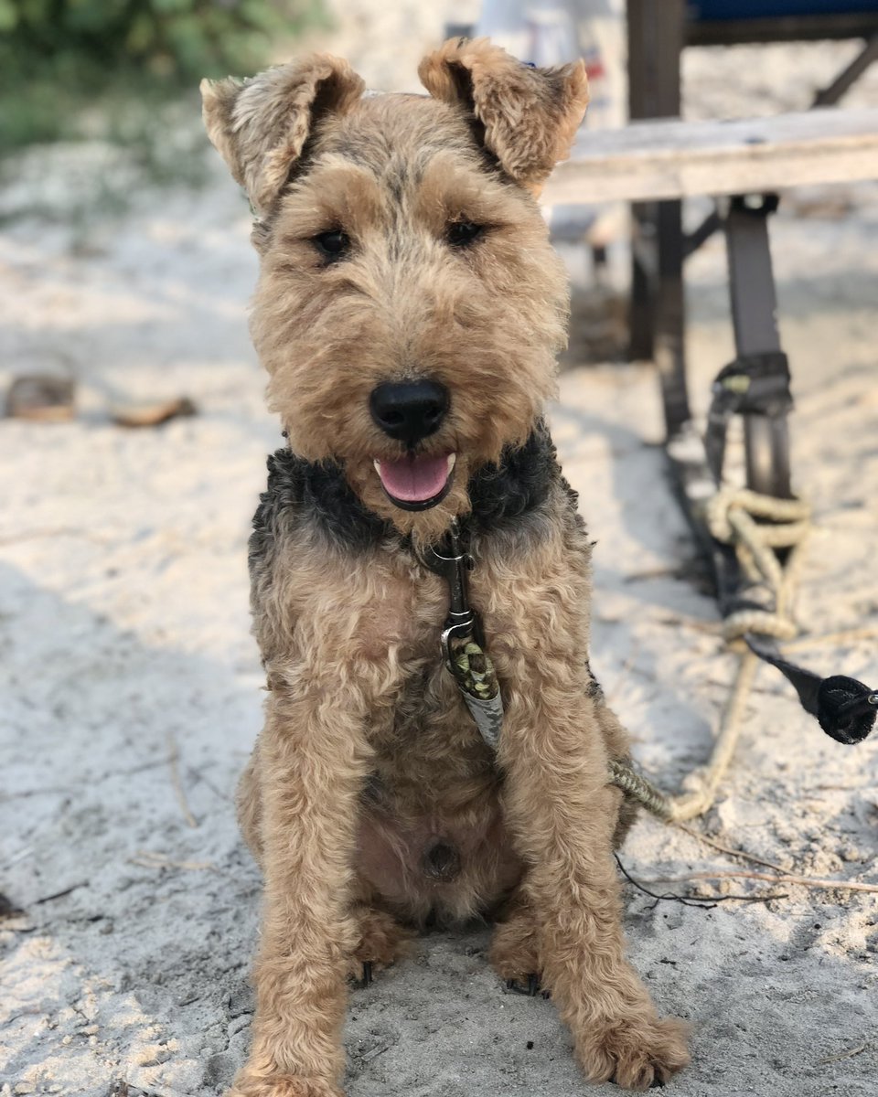 JonMcLaren's tweet photo. ‼️ HUDDLE UP ‼️

I actually don’t care what this takes… Twitter friends can we RT this to the power of a gazillion in honour of my sweet Jack. He was my Cosmo, the bestest boi, and I need this for our stream! ❤️🐶

@NerdOrDieCom #jackypoos #mansbestfriend #welshterrier https://t.co/2O6ARyk7ZX