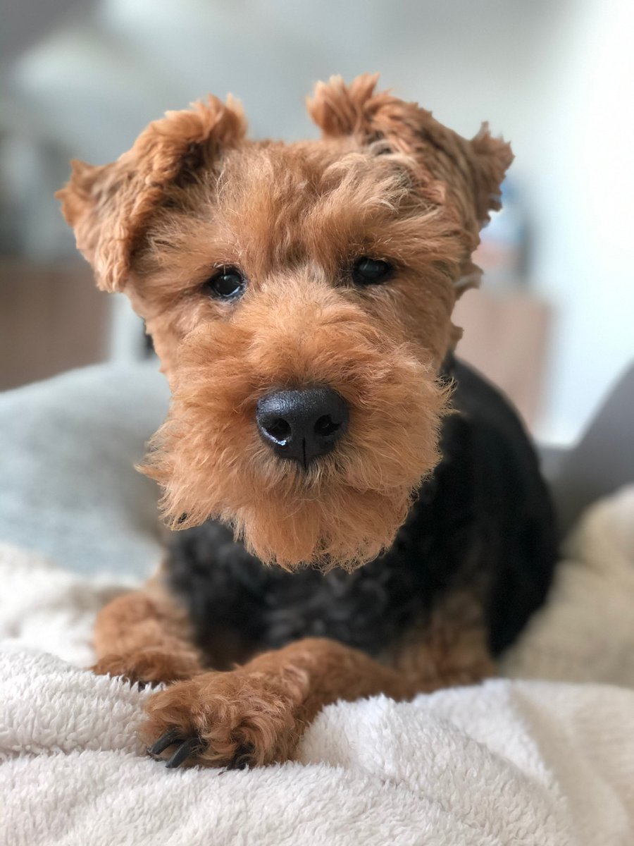 JonMcLaren's tweet photo. ‼️ HUDDLE UP ‼️

I actually don’t care what this takes… Twitter friends can we RT this to the power of a gazillion in honour of my sweet Jack. He was my Cosmo, the bestest boi, and I need this for our stream! ❤️🐶

@NerdOrDieCom #jackypoos #mansbestfriend #welshterrier https://t.co/2O6ARyk7ZX