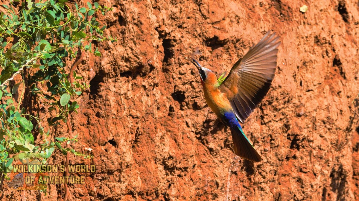 White-fronted Bee-eater 🐝🐦#FlyingonFriday #BirdsSeenIn2023 #birding #birdwatching  #birdphotography #nikonphotography #sigmalens