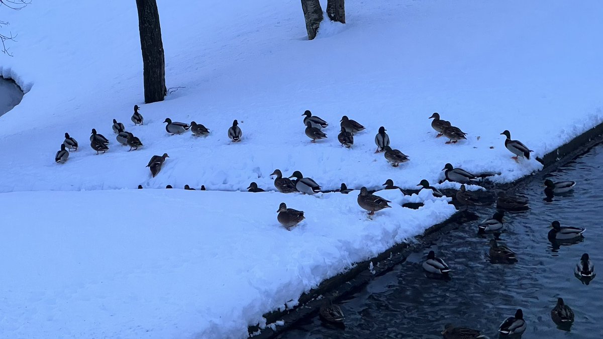wapple15's tweet photo. When one #DuckReport just isn’t enough! #Akureyri 🇮🇸 🦆🦆🦆🦆🦆🦆🦆🦆🦆🦆🦆🦆🦆🦆🦆🦆🦆🦆🦆 with a #GooseReport thrown in. https://t.co/wpcVho2sY4