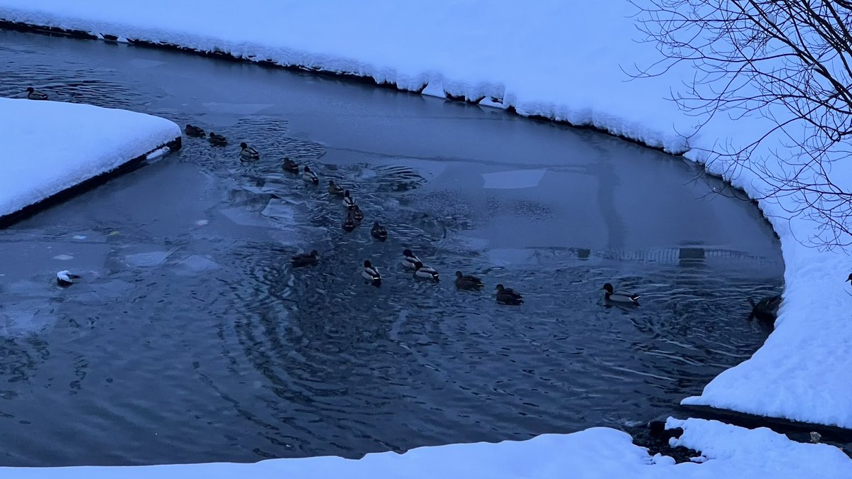 wapple15's tweet photo. When one #DuckReport just isn’t enough! #Akureyri 🇮🇸 🦆🦆🦆🦆🦆🦆🦆🦆🦆🦆🦆🦆🦆🦆🦆🦆🦆🦆🦆 with a #GooseReport thrown in. https://t.co/wpcVho2sY4