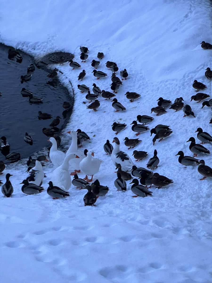 wapple15's tweet photo. When one #DuckReport just isn’t enough! #Akureyri 🇮🇸 🦆🦆🦆🦆🦆🦆🦆🦆🦆🦆🦆🦆🦆🦆🦆🦆🦆🦆🦆 with a #GooseReport thrown in. https://t.co/wpcVho2sY4