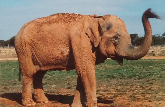Corinne Mensforth (@clmensforth) on Twitter photo I got to marvel at Samorn the elephant this week, the last to live at Adelaide Zoo. She’s huge! Fumehood in the background for scale. She’s lost a bit of weight since the first time we met though 😂 thanks heaps to Anthony and the <a href="/VetAnatomyUofA/">Vet Anatomy UofA</a> crew for the visit 🐘 I got to marvel at Samorn the elephant this week, the last to live at Adelaide Zoo. She’s huge! Fumehood in the background for scale. She’s lost a bit of weight since the first time we met though 😂 thanks heaps to Anthony and the <a href="/VetAnatomyUofA/">Vet Anatomy UofA</a> crew for the visit 🐘