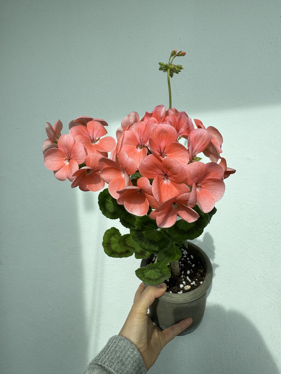 꽃 지기 전이 가장 예쁘다, 제라늄 매버릭 살몬