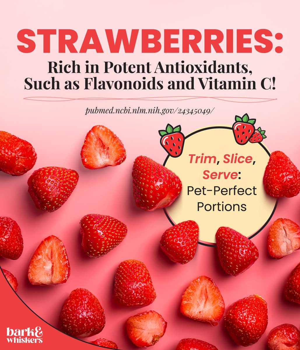 bark_whiskers's tweet photo. Yes, strawberries 🍓 are 🆗 for pets! 👍
Learn more about the benefits of strawberries here: https://t.co/cJNbcwNxOe
#NationalStrawberryDay #Strawberry #PetFoodFacts #PetTreat #PetSnack #HealthyTreat #Dog #Cat #DogsOfTwitter #CatsOfTwitter #Pet #barkandwhiskers https://t.co/7U0PqvsnJe