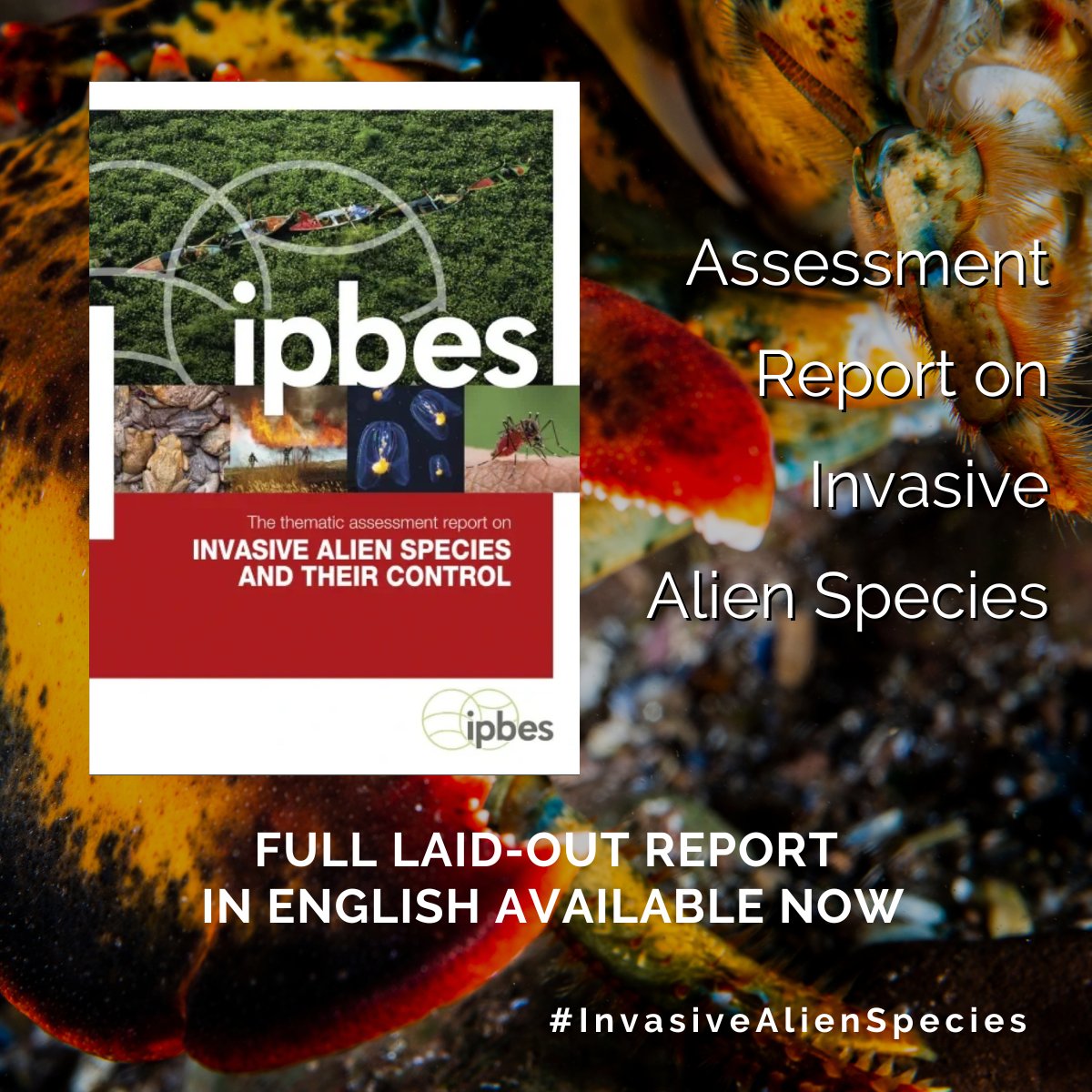 OUT NOW: The laid-out version of the FULL @IPBES #InvasiveAlienSpecies Report 💥 Do you want to know more about status and trends of biological invasions around the world? 🤔 Access the full report in English⬇️ ipbes.net/ias