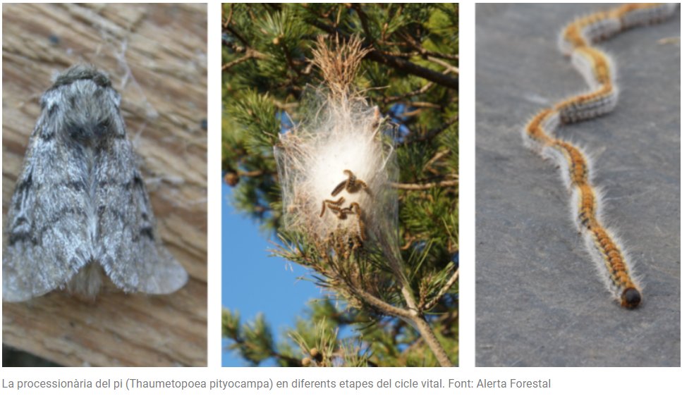 Grup_Boix's tweet photo. 🐛🌳🦋Sobre "el curiós cicle vital de l’#eruga "processionària del pi", avui, al blog del @CREAF_ecologia.
✍ @GaldricMossoll
👉 https://t.co/I9ygsghYOK https://t.co/PdJIxyRwKc