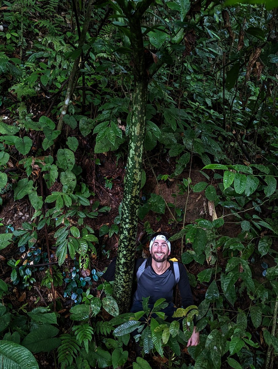 A few days ago we found a titan arum in bloom - the plant boasting the world's largest inflorescence. But it also has colossal leaves: the size of trees, they shoot up out of the earth into the canopy.