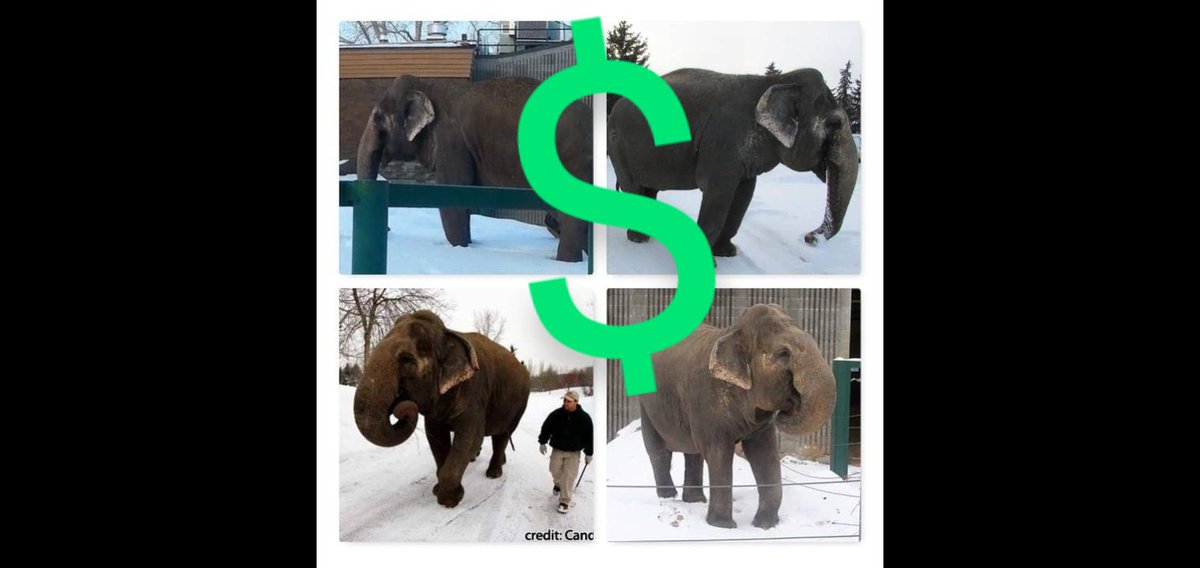 JulieKi53713414's tweet image. Friday February 23/24

🇨🇦🐘🌡️🥶 COLD

Edmonton Alberta Canada climate is the HELLHOLE Lucy without any autonomy, choice or voice- SUFFERED 24/7 unimaginable MENTAL &amp;amp; PHYSICAL TORTURE$ PAIN DEPRIVATION NEGLECT since her imprisonment here began May1977🤬

#ElephantAbuse

#Evil 🤑👿