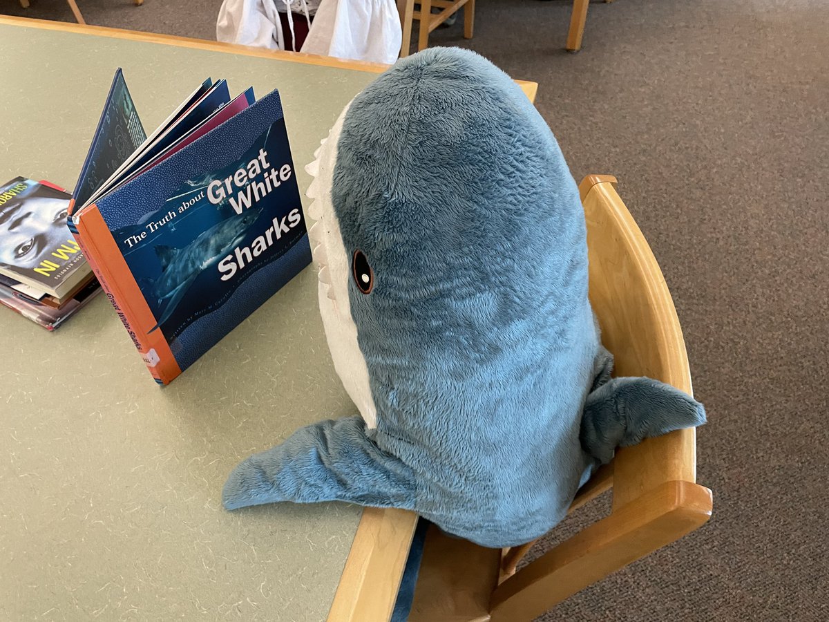 A student brought their stuffie shark to the #library, so I immediately found a book they could read. #TeacherLibrarians are here for everyone.