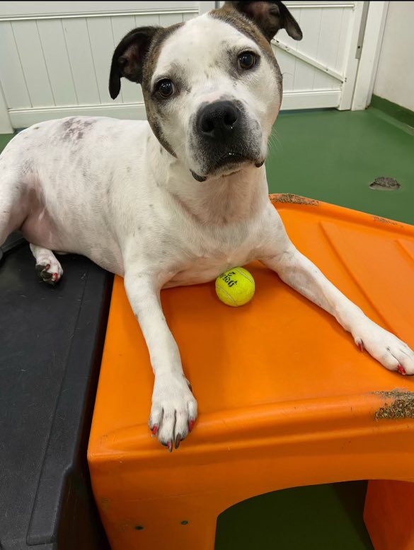 TO MY MASSACHUSETTS AND EAST COAST DOG LOVERS 🗣️ let’s save hedwig and give him an amazing life ❤️❤️❤️ please help me spread the word!! he’s just a sweet babyyyy