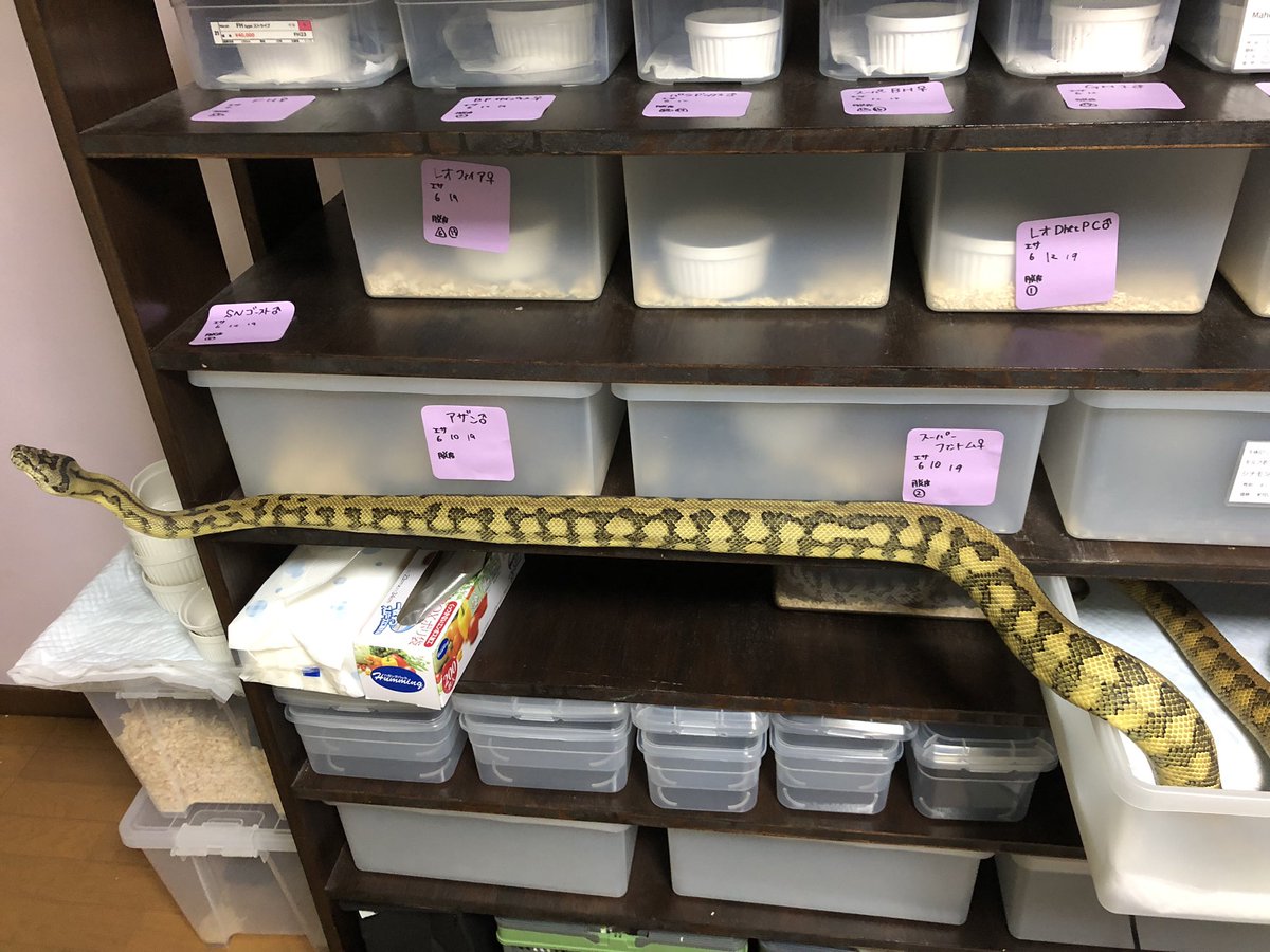 j4n0_me's tweet image. この子も大きくなったし、そろそろグラテラとかにお引越しかなぁ

#カーペットパイソン
#carpetpython