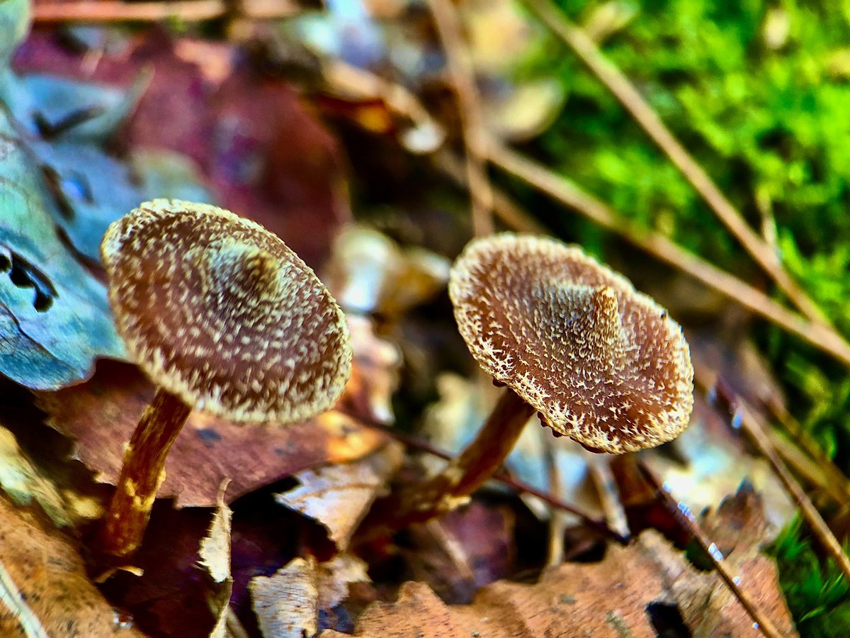 Cortinarius species.

#mushrooms #fungi #pilze #hongos #shroom #mushroom_magic_world #fungifreaks #naturelover #macronature #mushroomoftheday #outside #photooftheday #fairytale #fungus #nature #earth #remarkable #appearance  #top #unknown #growing #in #fall #moss