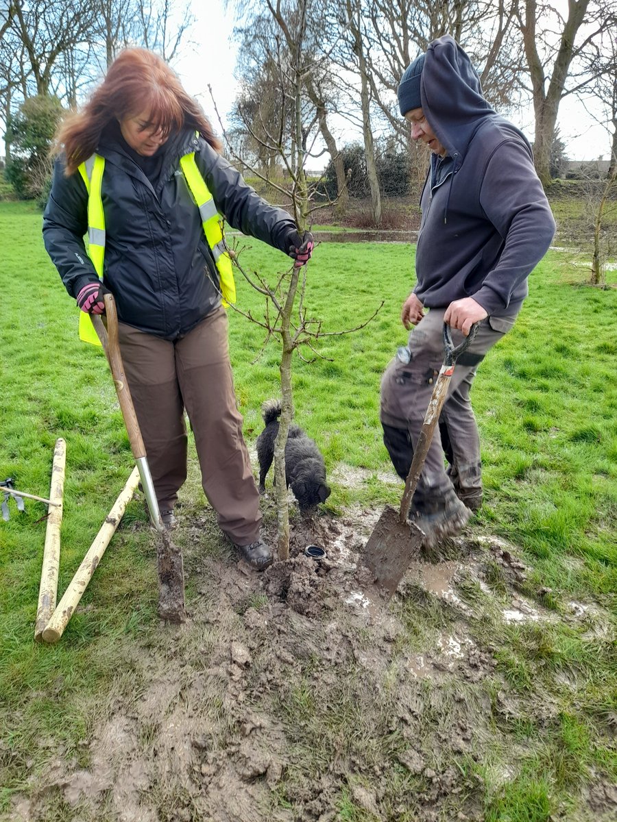 A rare Friday task in a super sunny Hornsea! Hornsea Urban Gardeners members helped plant 32 standard trees, supplied by #HenleysNurseries. This project was fully funded and supported by @HumberForest. Can you spot our new 4-legged friend Penny? 😊 #JoinInFeelGood #TCV #hornsea