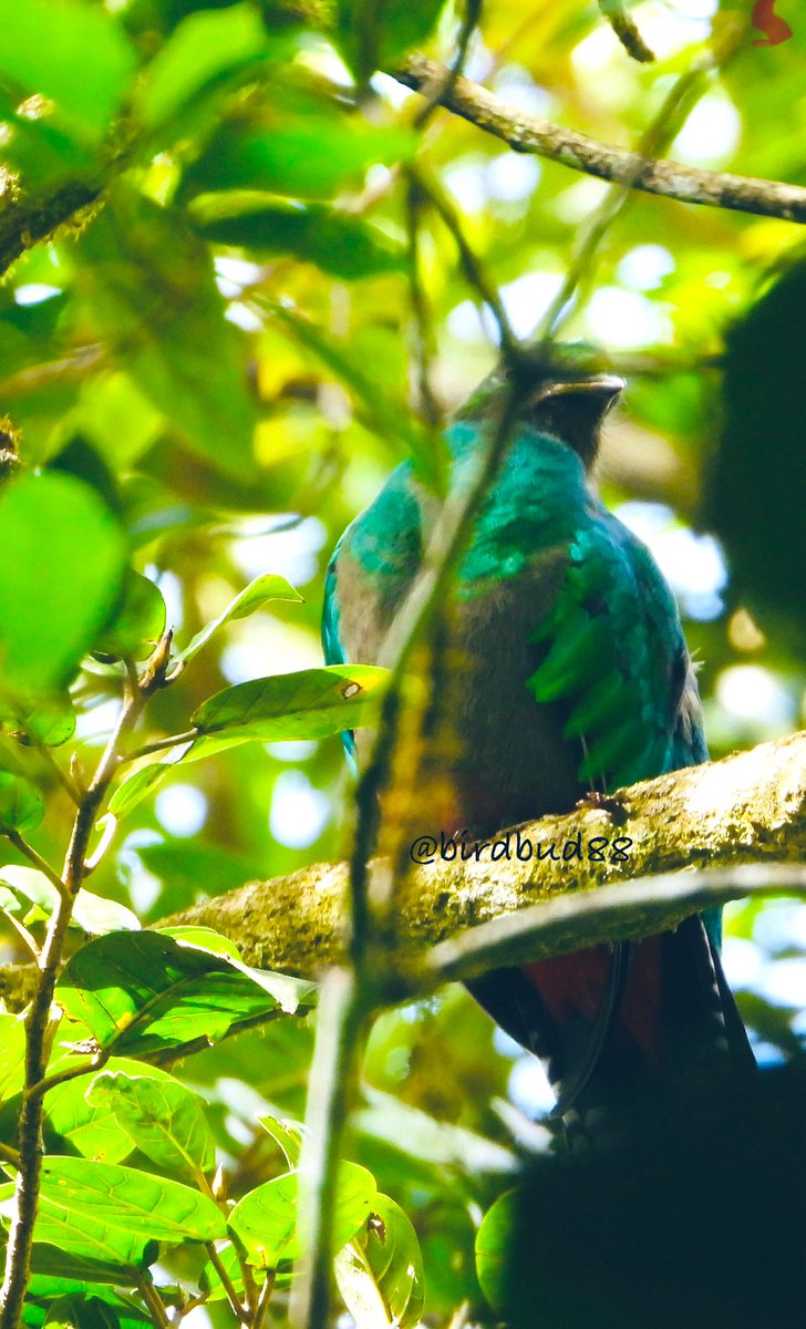 Gorgeous Resplendent Quetzal -Male n Female 😍#NaturePhotography #TwitterNatureCommunity #TwitterNaturePhotography #nature #birdwatching #BirdTwitter #birdphotography #ResplendentQuetzal #CostaRica