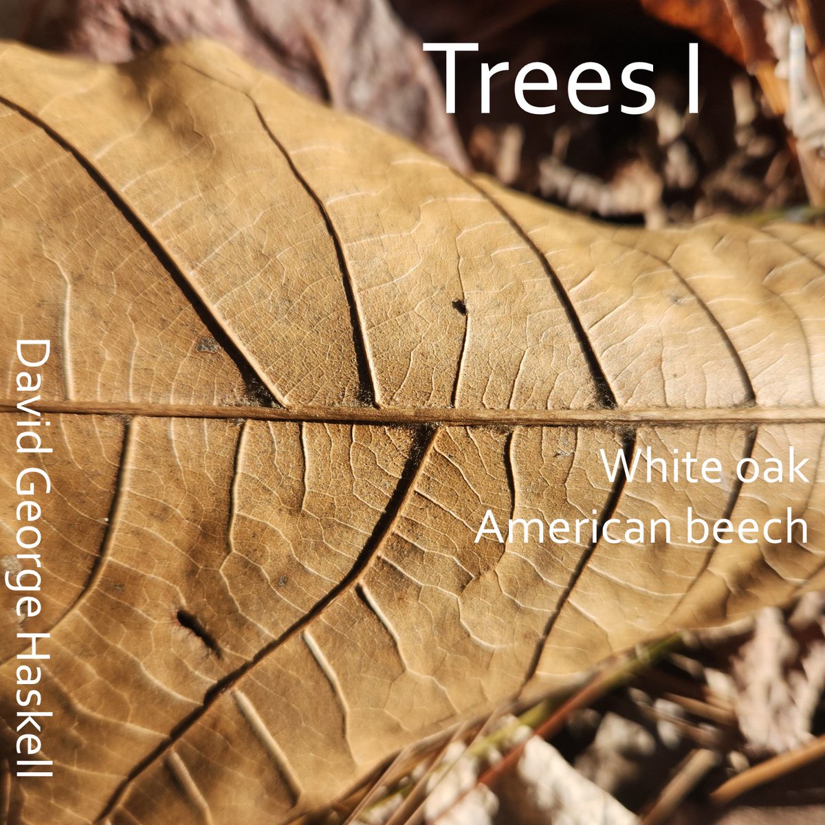🌿🔊New album out on all streaming services: linktr.ee/dghaskell
Inner and outer sounds of trees:
Twig, leaf vibes
Leaves stirred by wind
Caterpillar mandibles
Ice falling
Rain
Leaf litter, above and below
Machines imposing human desires
w/mics, geophone, accelerometer