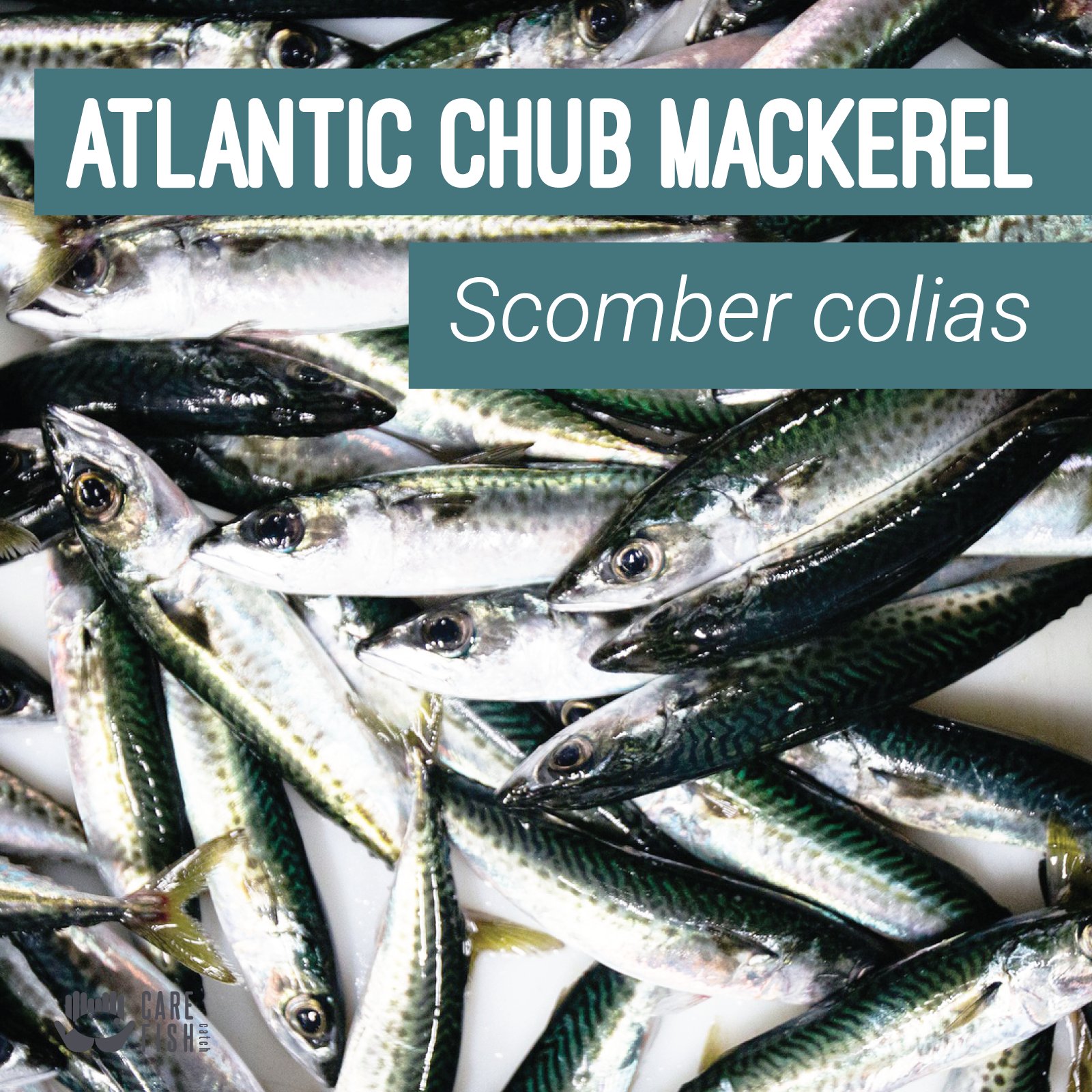 CAREFISH_Catch on X: 🐟Atlantic chub mackerel (Scomber colias) is